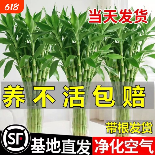 富贵竹水培植物客厅招财花卉绿植