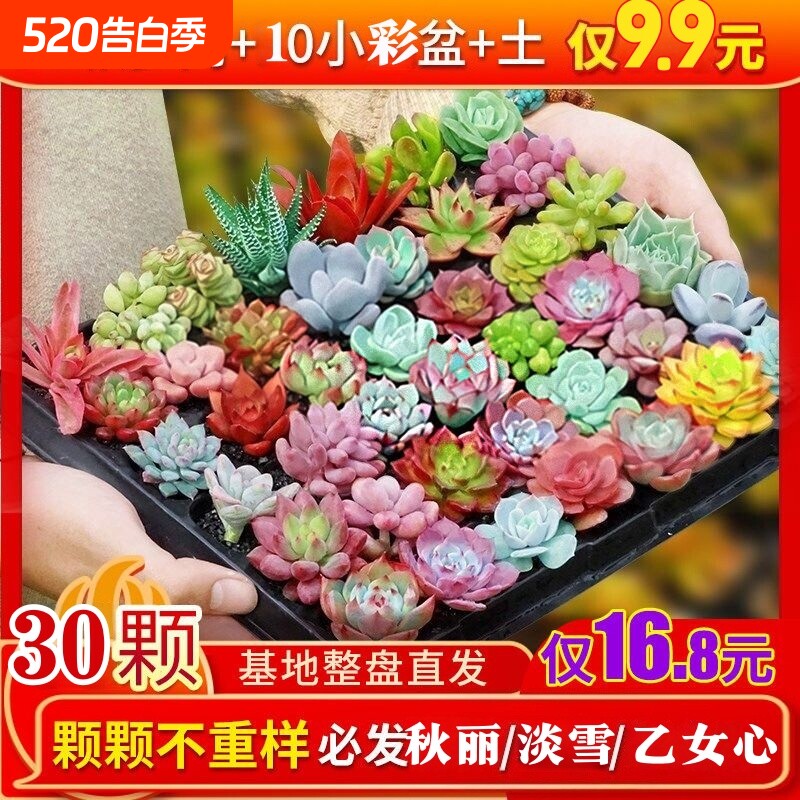 精品多肉植物绿植组合盆栽花卉家居装饰迷你摆件组合人造盆栽盆景