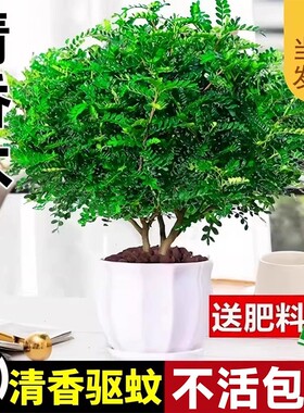 清香木盆栽正宗胡椒木大苗老桩盆景九里香绿植室内外驱蚊草植物苗