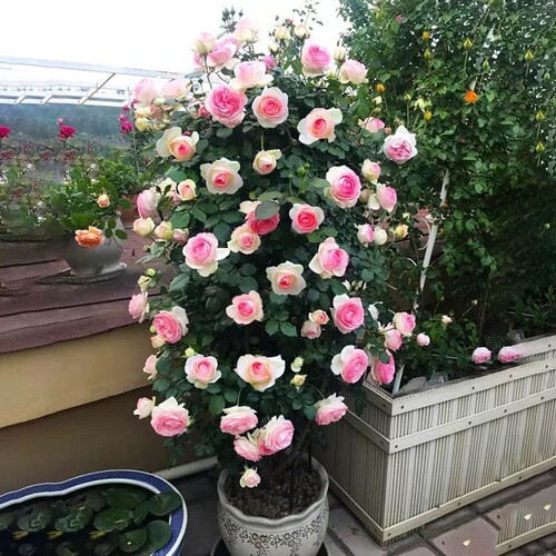 蔷薇花苗爬藤四季开花母系老桩植物耐寒浓香大花地栽盆栽花卉攀爬 - 封面