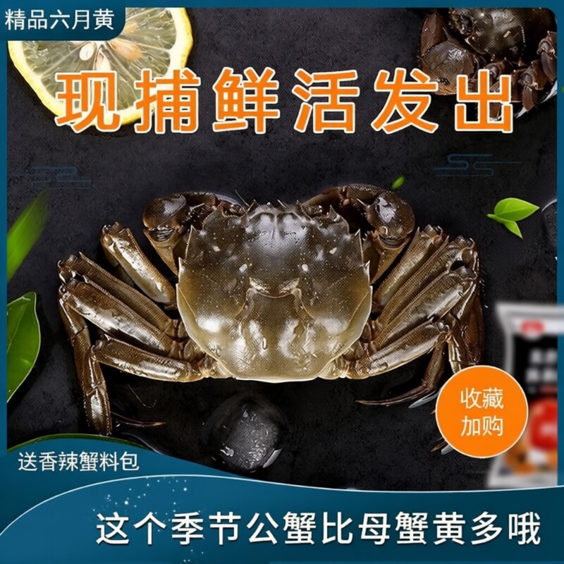鲜活大闸蟹六月黄螃蟹河蟹产地养殖清水固城湖公蟹新鲜活蟹水产