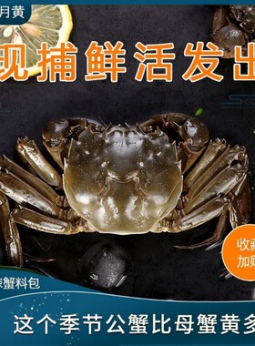 鲜活大闸蟹六月黄螃蟹产地直发