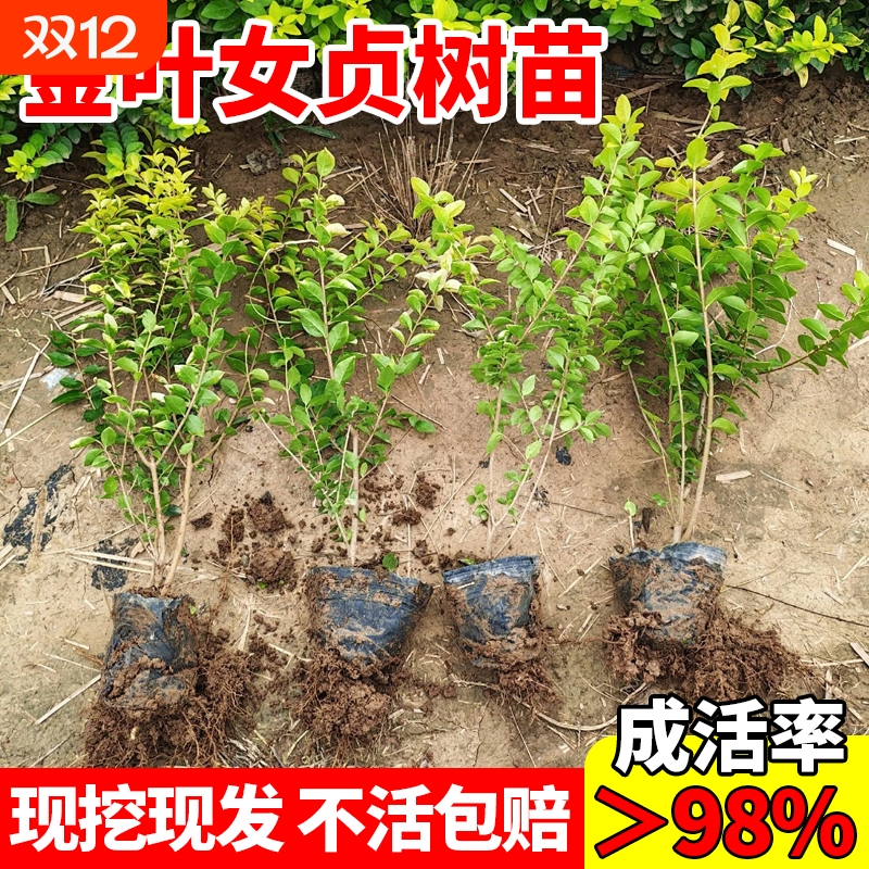 金叶女贞树苗四季常青耐寒工程绿化苗小叶女贞北方庭院绿篱灌木苗