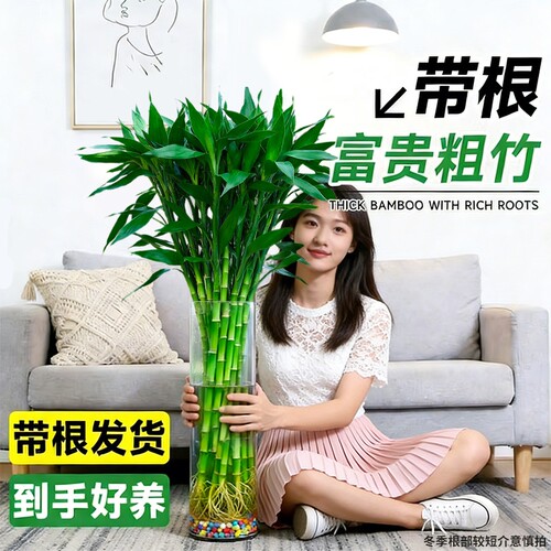 带根富贵竹水培植物客厅粗竹海南发水养花卉盆栽栽绿植萝室内好养