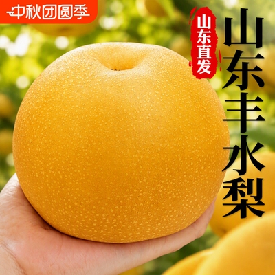 正宗山东丰水梨现摘现发新鲜水果秋月当季冰糖雪梨子大果整箱