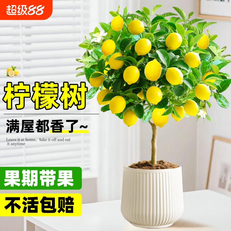 柠檬树盆栽可食用四季好养