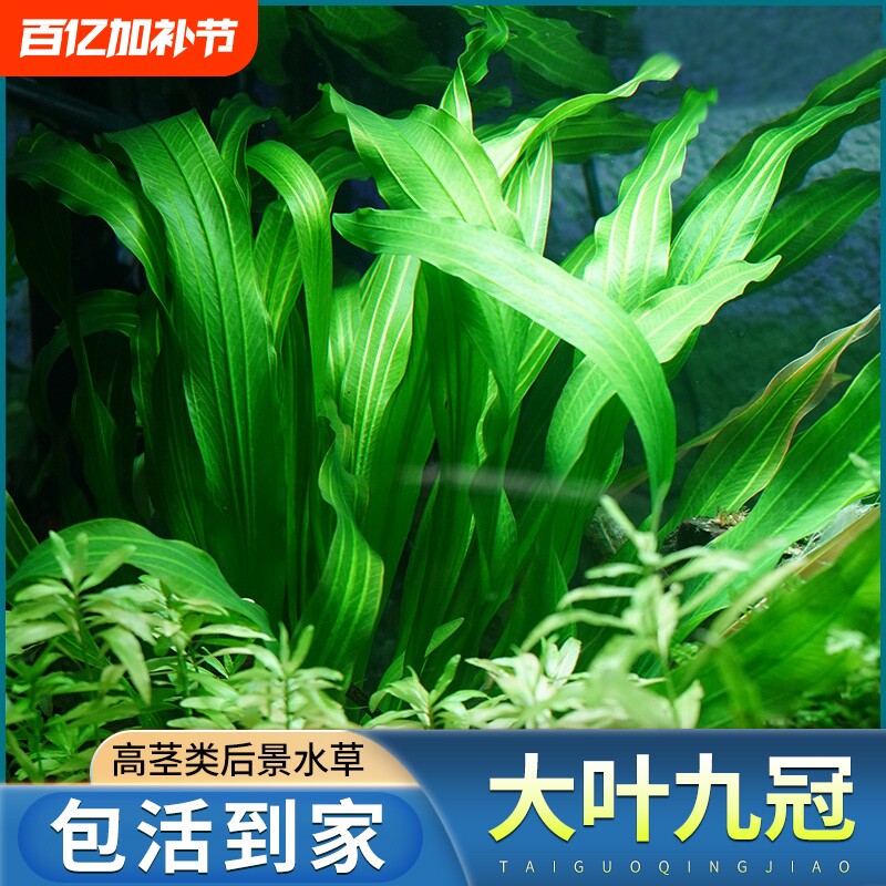 大叶九冠水草绿皇冠迷你红鱼缸造景装饰植物阴性草水培套餐沉底