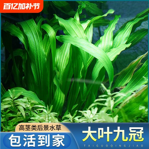 大叶九冠鱼缸造景专用阴性水草