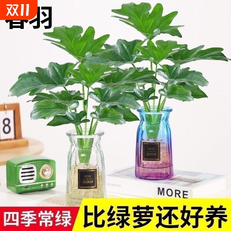 春羽绿植四季常青|128人收藏
