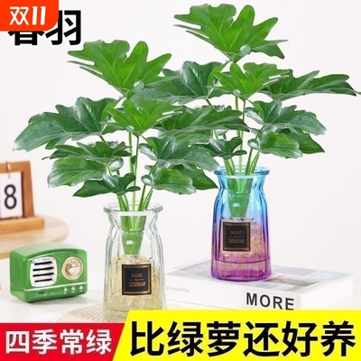 春羽绿植室内懒人|超1000次加购