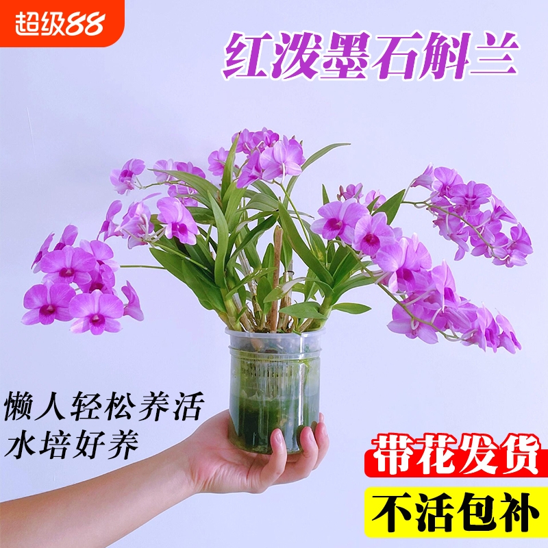 带花苞红泼墨石斛兰花苗室内水培苔藓球好养花卉绿植桌面盆栽粉黛