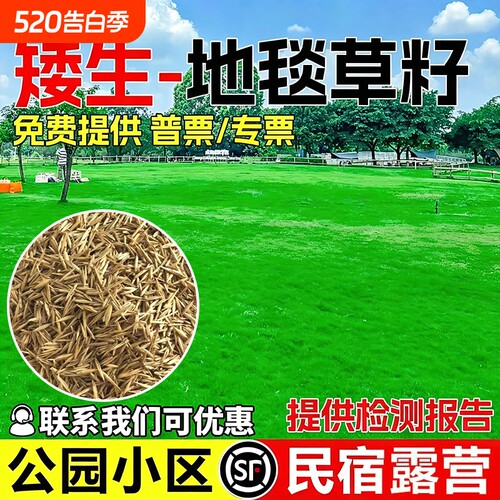 高尔夫地毯草草籽免修剪四季常青公园草坪草子庭院开花种植水养