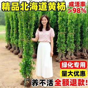 围墙篱笆植物大叶北海道黄杨苗冬青树苗耐寒庭院绿篱四季常青树苗