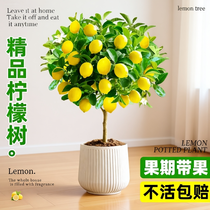 香水柠檬树盆栽带果老桩苗客厅阳台花卉绿植物室内四季好养可食用