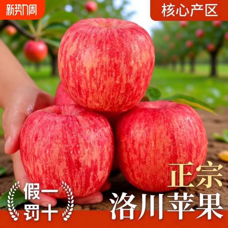 陕西洛川红富士苹果水果新鲜当季水果冰糖心苹果整箱批发自提大果