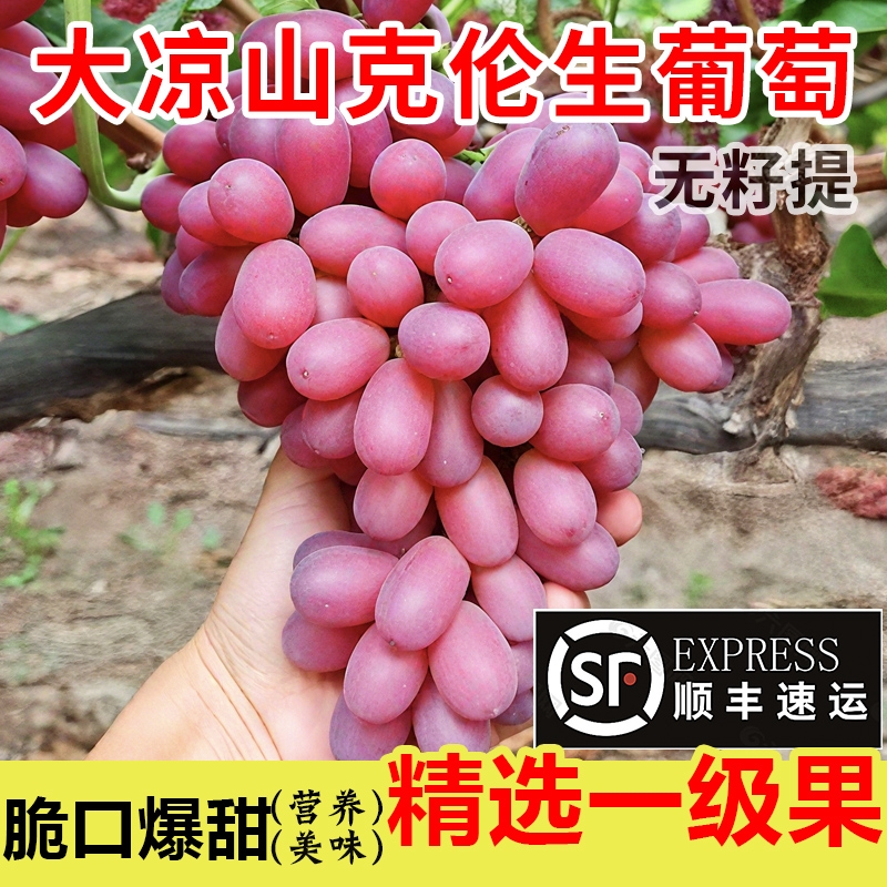 大凉山克伦生无籽葡萄红提子新鲜批发应季水果脆甜整箱顺丰包邮