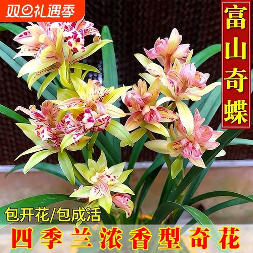 建兰四季兰富山奇蝶奇花花开浓香