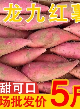 河南板栗红薯新鲜沙地蜜薯龙九地瓜蔬菜农家自种现挖现发软糯香甜
