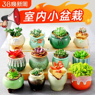 多肉植物室内小盆栽多肉组合大颗好养玉露稀有品种高颜值办公室