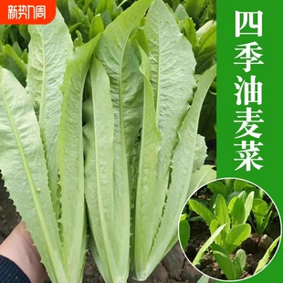 四季 油麦菜种子春秋青菜阳台盆栽香菜小葱萝卜辣椒种子贝贝奶油