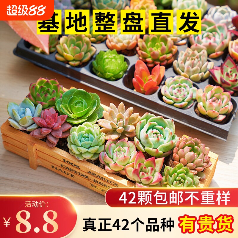 多肉植物套餐组合新手带盆肉肉大颗好养精品玉露桃蛋绿植室内花卉图片