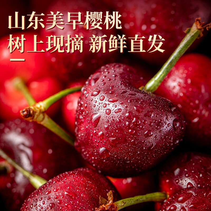 山东烟台  美早大樱桃特大没早现摘现发车厘子新鲜整箱发货源头