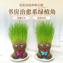 趣味长草娃娃小盆栽草头娃娃猫草桌面水培绿植好养儿童观察小植物