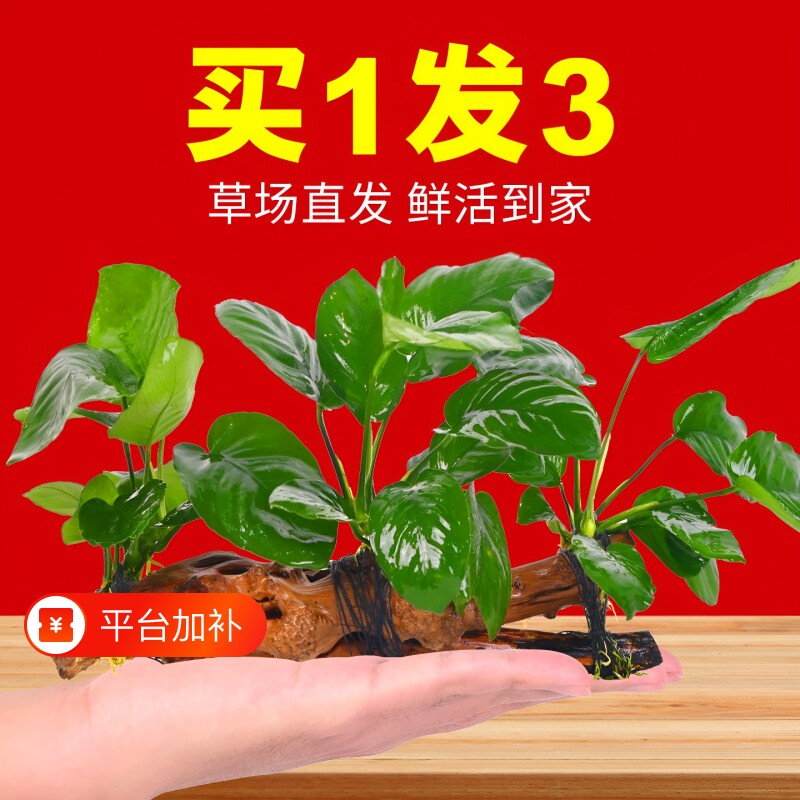 水榕沉木水草植物鱼缸造景装饰摆件增氧水培屋大叶皇冠好养迷你