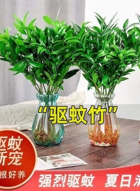 驱蚊竹柏水培植物盆栽绿萝花卉室内花鲜花办公室绿植发财树吸甲醛