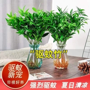驱蚊竹柏水培植物盆栽绿萝花卉室内花鲜花办公室绿植发财树吸甲醛