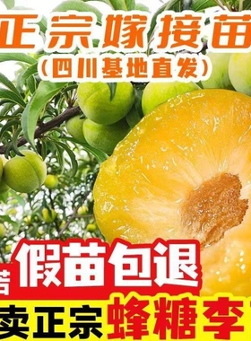 四川蜂糖李子树苗正宗嫁接南北种植李子青脆李子翠红李脆红李庭院