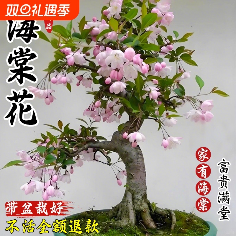 垂丝海棠花盆栽室内植物四季开花卉带花苞重瓣长寿冠树苗老桩盆景