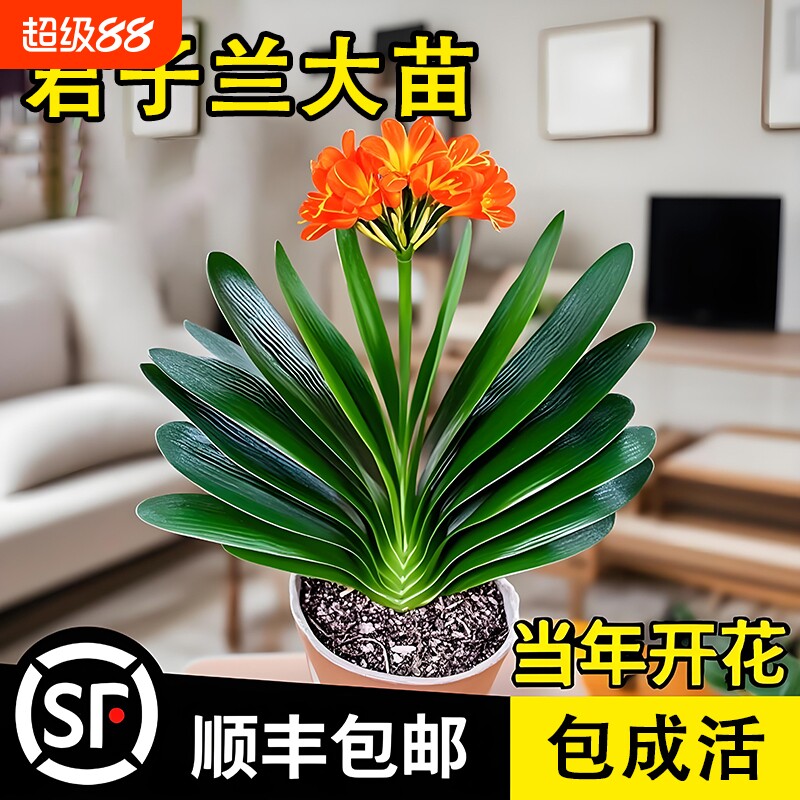 君子兰盆栽带花苞名贵花卉精品圆头和尚大苗当年开花植物客厅绿植图片