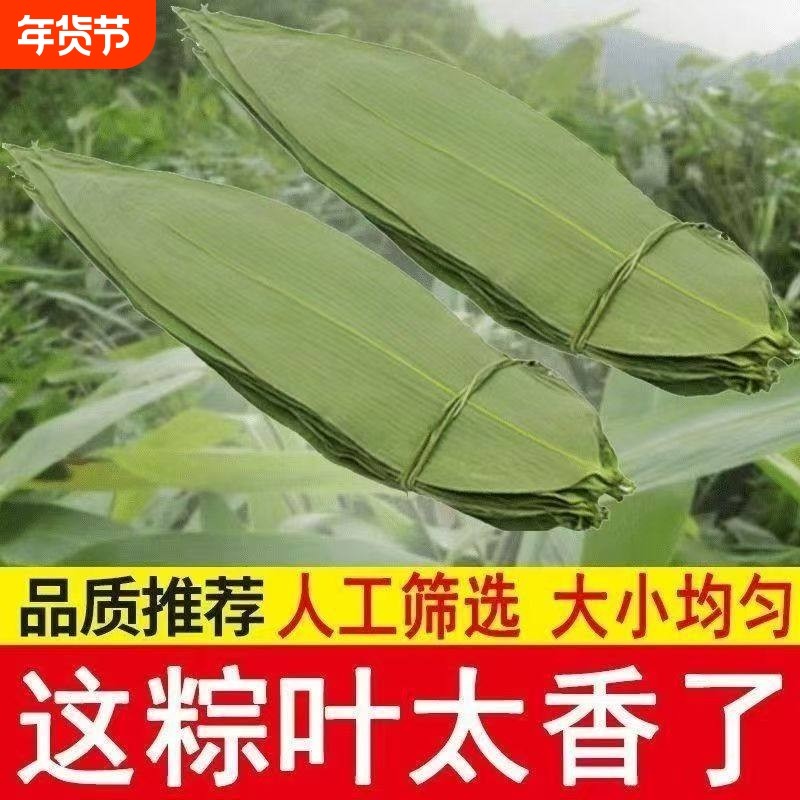 干粽叶大宽叶野生粽子叶烘干大号家用大粽叶子包端午无添加更干净