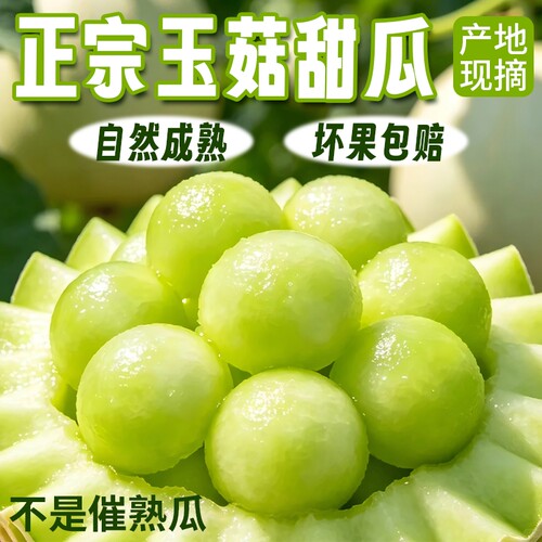 玉菇甜瓜当季水果时令甜瓜