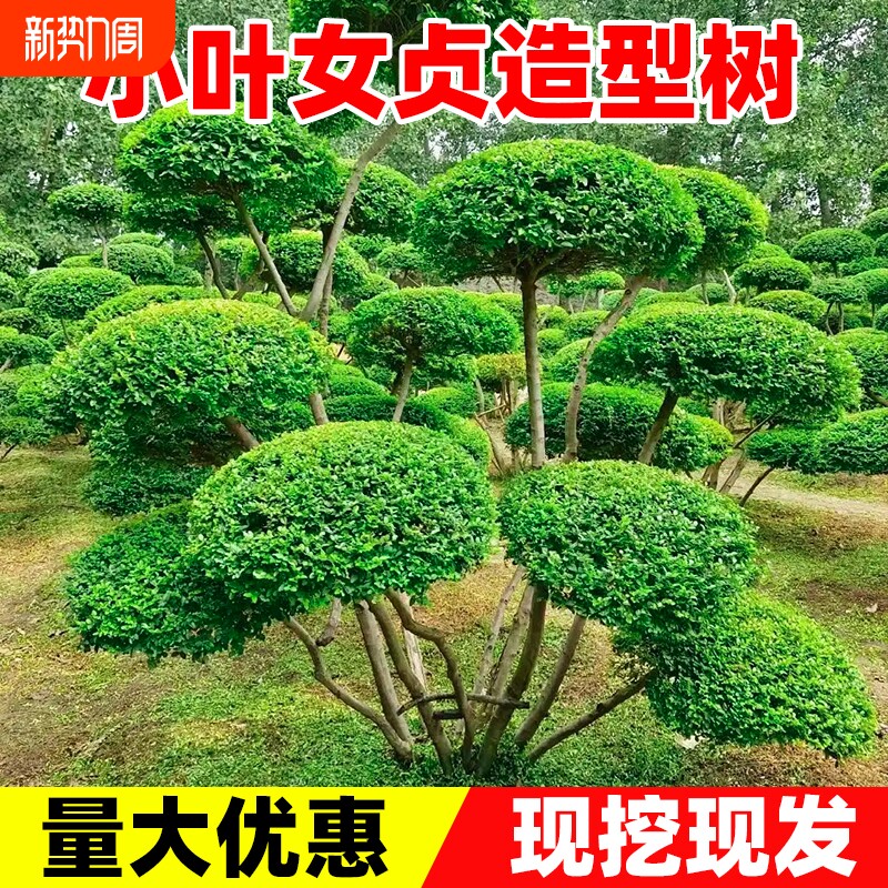 小叶女贞造型树庭院四季青别墅造独杆女贞树景观绿化植物耐寒阳台
