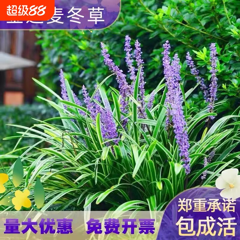 金边麦冬草植物庭院地被图片