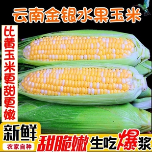 现摘金银水果玉米新鲜甜玉米开袋即食嫩玉米生吃爆浆鲜玉米 包邮