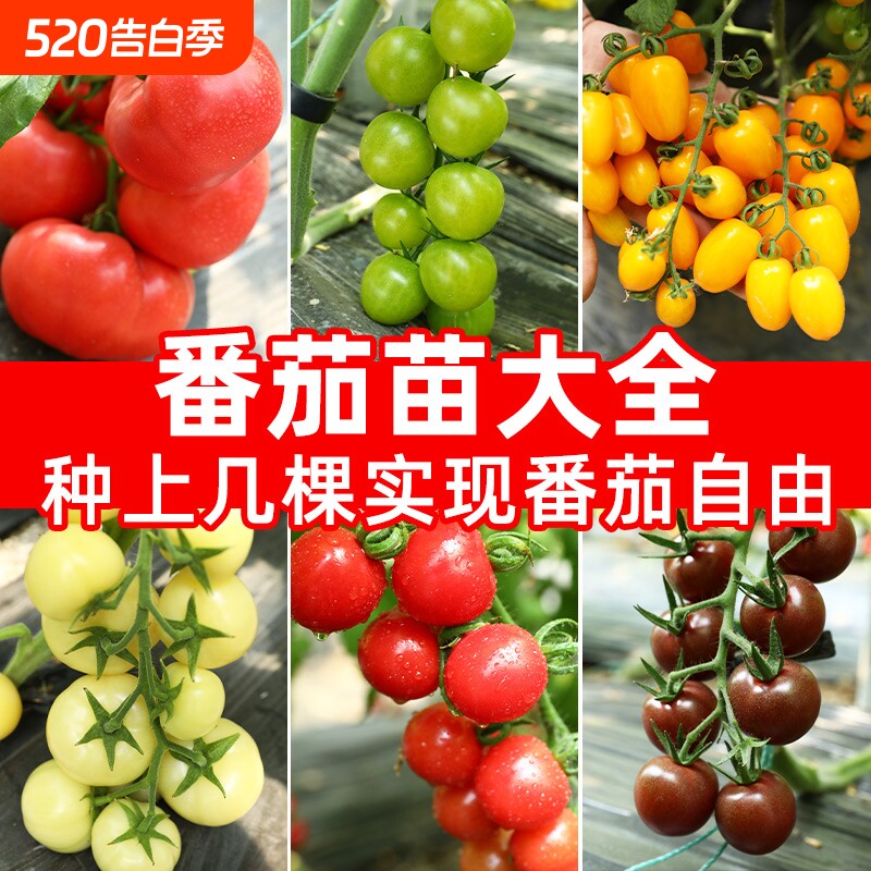 圣女果番茄种子春秋季播水果樱桃四季蔬菜梦想冰淇淋草莓黑珍珠