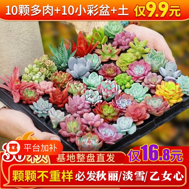 精品多肉植物室内盆栽绿植花卉家居装饰迷你摆件盆景组合阳台大颗