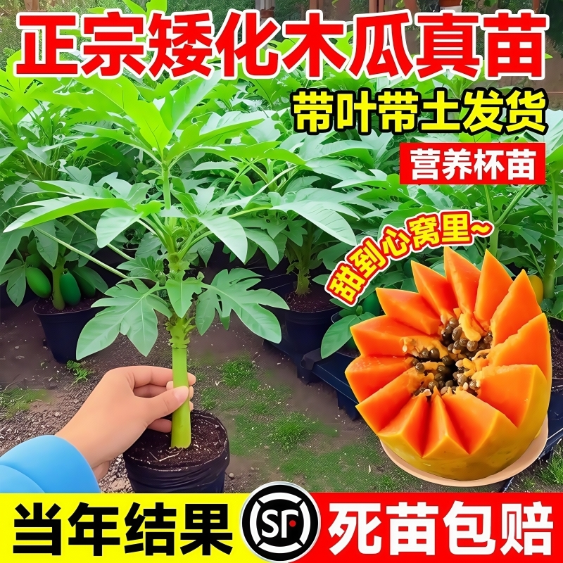 矮化红心木瓜苗|超3000次加购