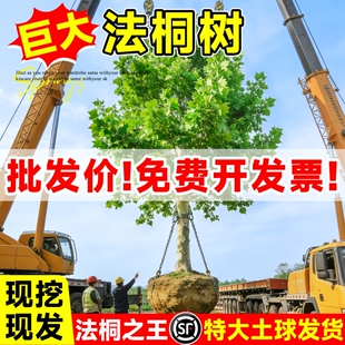 法桐树苗青桐苗法国法桐青皮梧桐泡桐树苗悬铃木高杆行道绿化树木