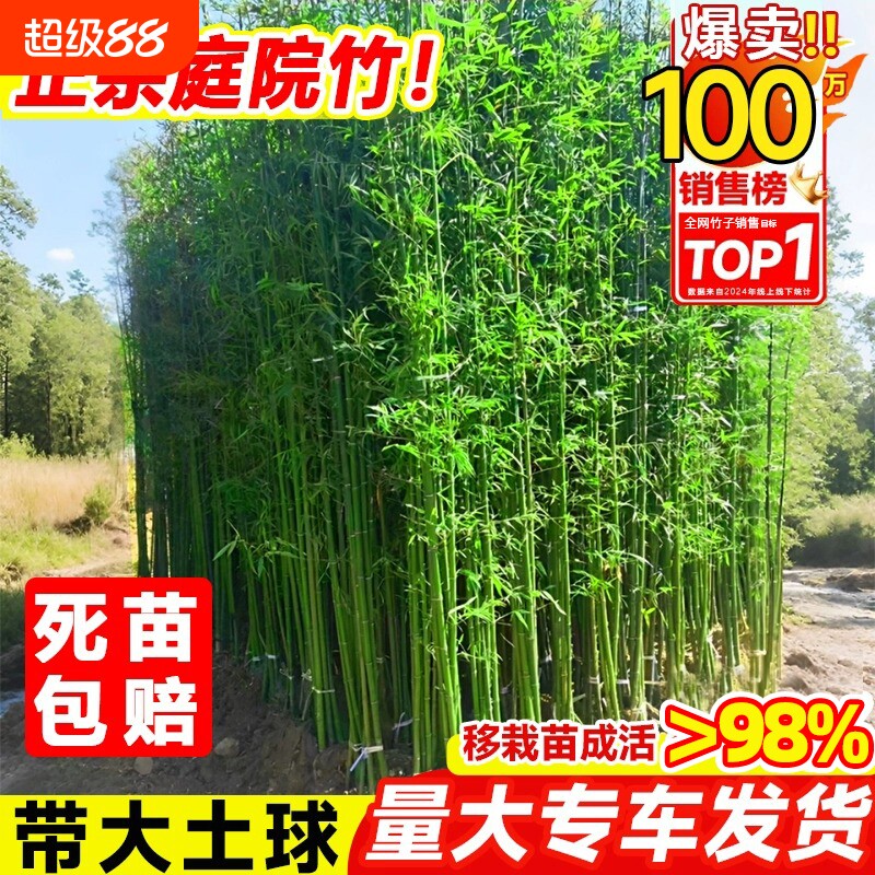 竹子苗庭院四季耐寒植物竹子盆栽紫竹苗罗汉竹绿植凤尾竹金竹客厅