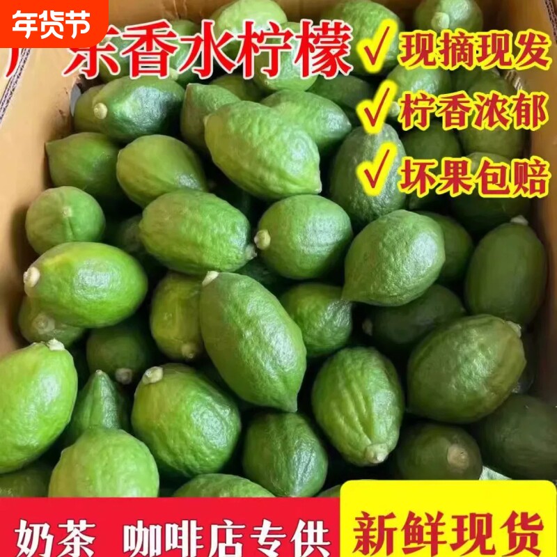 广东香水柠檬一级果奶茶店专用新鲜现摘现发无籽香柠檬青柠檬