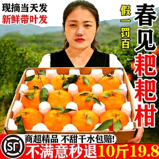 正宗四川耙耙柑现摘发货粑粑柑橘子水果新鲜应当季整箱丑蜜桔椪沃