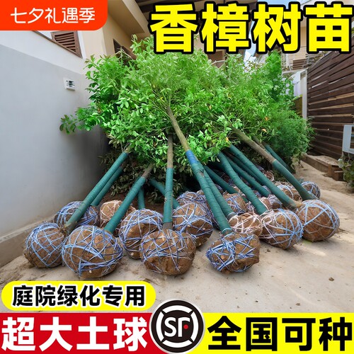 香樟树苗大树樟木庭院绿化南北方种植四季常青小叶龙脑樟驱蚊盆栽