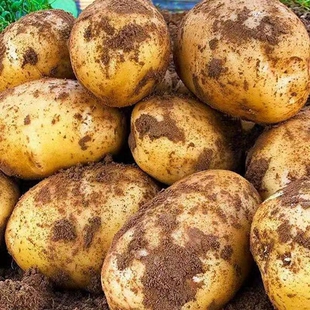 贵州特产威宁黄心米拉洋芋土豆新鲜高山老品种黄皮马铃薯十斤