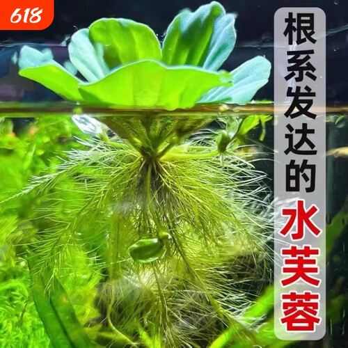 养鱼鱼缸绿植花卉造景古法缸水生浮萍水培水芙蓉增氧水草植物水质