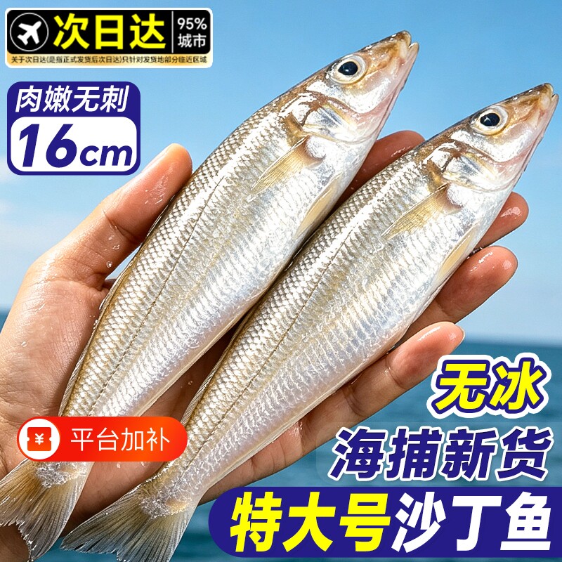 沙丁鱼新鲜冷冻鲜活官方旗舰店海鲜水产烧烤食材无小刺