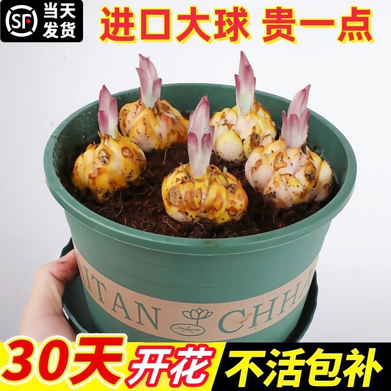 进口重瓣香水百合花种球特大四季开花卉盆栽绿植物开室内鲜花种植